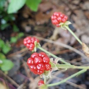 Meet your Posher, Francesca